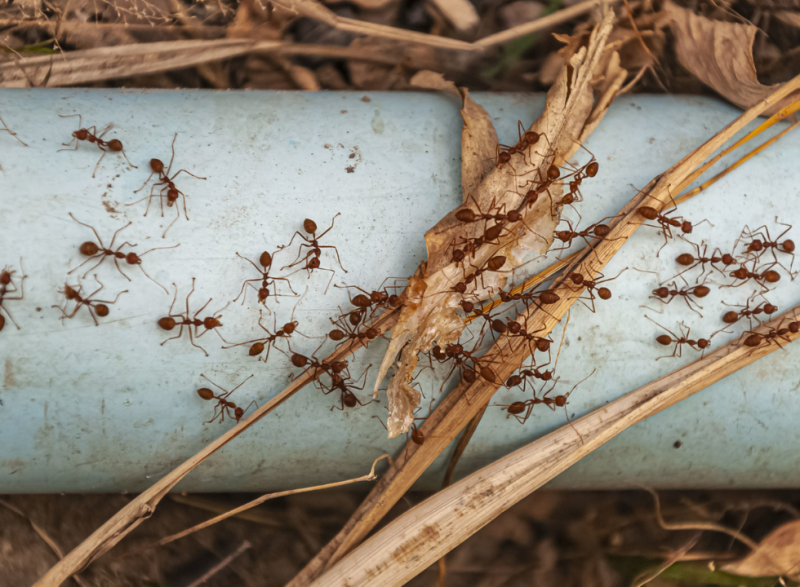Como Identificar e Eliminar Infestações de Formigas de Forma Eficaz em Sua Casa