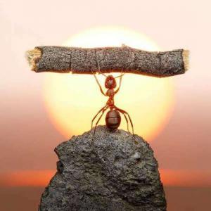 10 curiosidades sobre as formigas