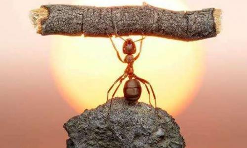 10 curiosidades sobre as formigas