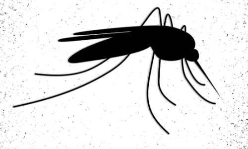 Com 222 mil casos, dengue bate recorde histórico em SP