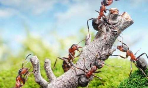 Conheça os fatos mais curiosos sobre as formigas