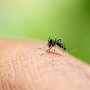 Dengue: 340 cidades brasileiras correm risco de epidemias