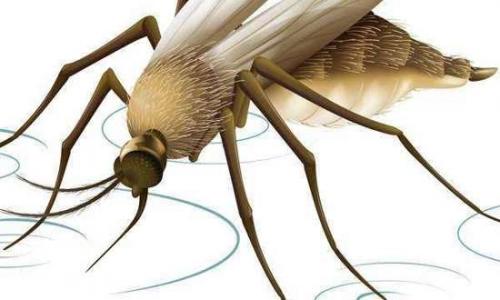 Dengue: prevenir para combater