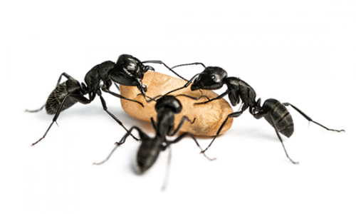 Formigas sobreviverão ao fim da humanidade, diz cientista