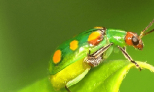Modelo matemático simula comportamentos de inseto para controlar praga agrícola