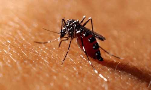 Prefeitura de SP monta tenda para atender casos de dengue