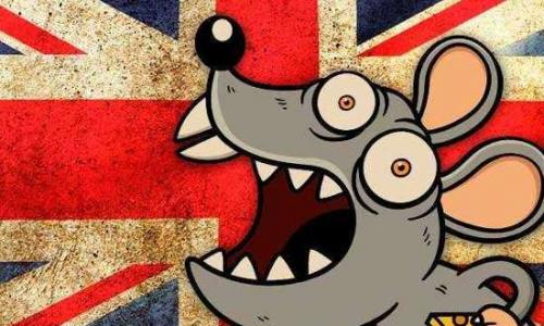 Super ratos invadem residências britânicas